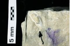 Foto (Detailansicht) von Paragalathea crenarvina (Robins, Feldmann, Schweitzer & Bonde, 2016) (NHMW-GEO-1990-0041-0289a)